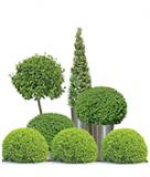 <img style="float: right; margin: 0 0 10px 10px;" title="Artificial Topiary" src="/categoryimages/garden-artificial-topary.jpg" alt="Artificial Topiary" width="184" height="124" />
<p>We offer a large choice of Artificial Topiary. Topiary Plants, Artificial Bay Trees, Boxwood Balls, outdoor artificial Box Hedges, fake Buxus Cones &amp; fake Topiary Tea Tree Spirals and much more.</p>
<p>No pruning needed, instant impact and many of our Fake Topiary Plants are made from strong weather resistant material, is high quality and certainly creates a first impression to offices and entrance ways. The added bonus is our Artificial Topiary Plants are maintenance free, stylish and no watering is needed, proving a very cost effective solution in the long term.</p>